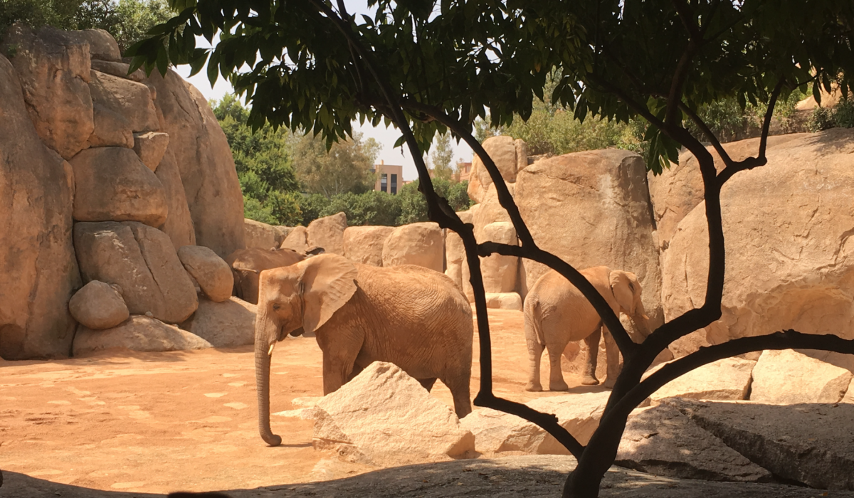 Olifanten in Bioparc dierentuin